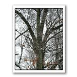 Photo Greeting Card Of Snow Covered Tree by Kurt Neumann